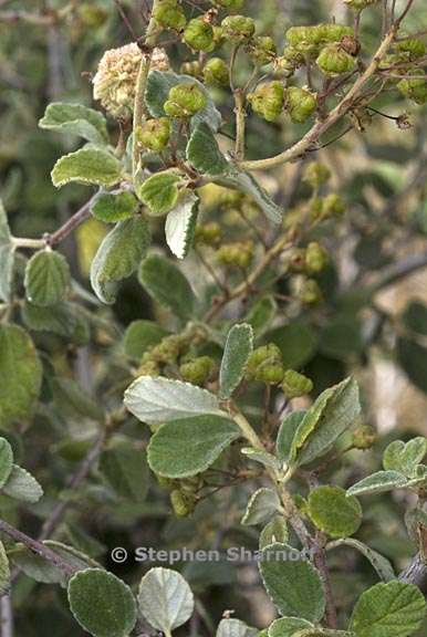 ceanothus tomentosus 8 graphic